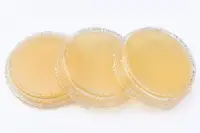 Контактные чашки Pseudomonas aeruginosa (ГРМ-среда N9) BGR-CC-013 БИОКОНТРОЛЬ