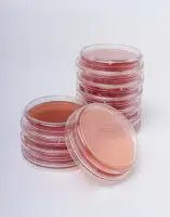 Контактные чашки Salmonella (среда XLD-Agar) BGR-CC-001 БИОКОНТРОЛЬ