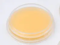 Контактные чашки Candida (среда Candida Chromogenic agar) BGR-CC-014 БИОКОНТРОЛЬ